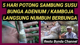 5 hari Potong Sambung Susu Adenium Kamboja Langsung Numbuh Berbunga #alamseru