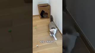 Teasing Ball For Cats