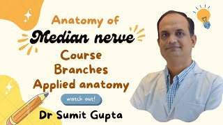 MEDIAN NERVE ANATOMY