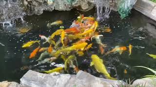 Koi Fish Eat the Fruit | Cho Cá Chép Nhật Ăn Trái Cây