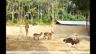 Chiang Mai Zoo is a Popular Tourist Attraction and  is the First Commercial Zoo in Northern Thailand