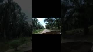 Riding Through an Oil Palm Estate #shots #automobile #badboyzcyclez