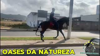 OASES DA NATUREZA#mangalargamachador/#mangalargadobrasil/#mangalargadeelite/#viral_video