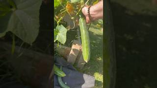 Picking cucumber off vertical trellis