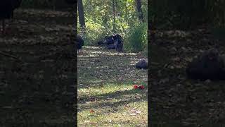 Sunday afternoon Rest #turkeys  #wildbirds #wildlifephotoghraphy #wildturkeys  #awesome #cool