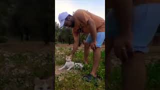 26 juin 2023  cats and dogs funny videos cat videos