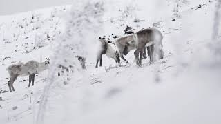 Caribous sauvages aux Chic-Chocs