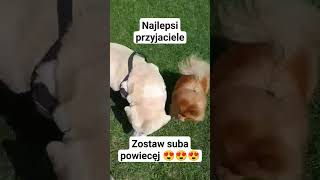 najlepszy przyjaciel człowieka #dlaciebie  #viralvideo #shorts