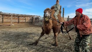 Калмыкия.Говорит и показывает верблюжий остров