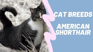 AMERICAN SHOTHAIR - CAT BREEDS