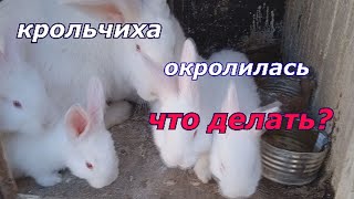 что надо знать , когда крольчиха окролилась....