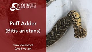 Puff Adder rescued near Tamboerskloof (20180130)