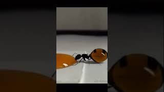 Ant #shorts #insects #viral #trending #oddly #satisfying #animals #pet #2021 #compilation #tiktok