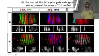 BCS_2024_A_Patterning anter-posteriore in drosophila III