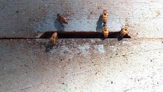 Apis Cerana Indica Honey Bee Flapping Wings to Cool Hive from Harsh Summer