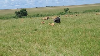 Buffalo bull trying to stop a lion pride from feeding on a calf but is in vain (full clip)