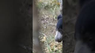 Sloth Bear Yala National Park Sri Lanka #shorts