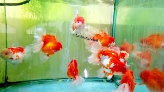 Show Quality Goldfish 🌟 Shogun Peacock Tail Giant Oranda - LAMANGROVIA.COM 🇮🇹🇪🇺