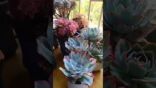 Satisfying Succulent Diy #30