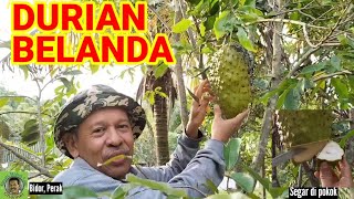 DURIAN BELANDA SEGAR | PETIK DI POKOK