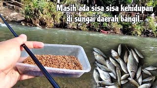 MANCING IKAN TAWES EKOR KUNING PAKAI TEHNIK PECUT DAERAH BANGIL