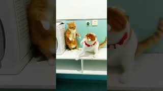 Best cat fight🐶😂 of the year 2022-2023 viral clips #shorts #Funny #cute cats #trending #animal #reel