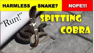 Harmless Snake? Nope! That's a Spitting Cobra!