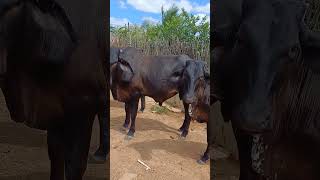 Vacas Acabando Com a Sede Água é Tudo #shorts  #sitio #vidanaroça #oquefazernorio #fazenda #plantas