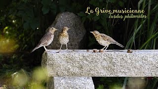 [NON ASMR]  ~ Au fond de mon jardin