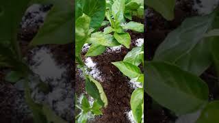 Simple way of growing Courgette, eggplants and capsicum in ordinary sacks and containers🌱🌱🌱🌱