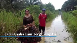 Ibu Ini Terjang Banjir Untuk Angkut Sawit