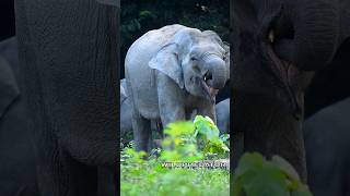 Elephant taking minerals #wildpredator #animals #elephant #wildlife #wildanimals #forestelephant