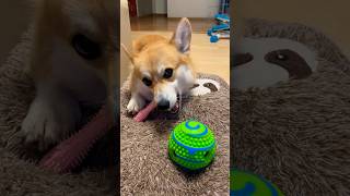 My Corgi: Happy Baby With His New Chewing Stick & Ball 🦊🦴🥎😍❤️