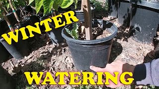 How to Water Plants In Winter