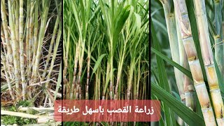 احصل علي مئات من شتلات القصب 🌴🌱 مجانا .. اسهل طريقتين لزراعة القصب بادق التفاصيل