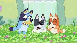 Bluey | Extrait | La collerette de Muffin (S02E14)