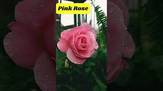 Different types of Rose #rose #shortsvideo #shortvideo #shorts #short #viral #trending