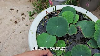 碗莲缸里找“蚊虫”？2个“窍门”教给你，水质清澈开花美