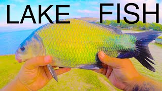 Bank Fishing On The Lake With Cut Shad (Surprising)