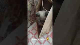 Кошачий АСМР     #кошки #пакет #asmr