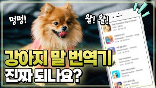 AI를 활용한 강아지말 번역이 정말 가능할까?