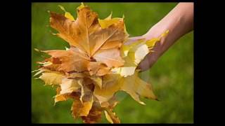 Une feuille rouge