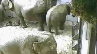 Antwerp Zoo is expecting the birth of a baby elephant