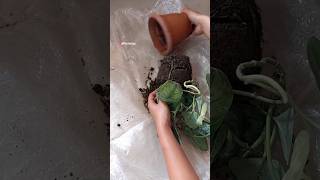 Repotting Scindapsus Pictus Plants/ Satin Pothos in A Big Pot