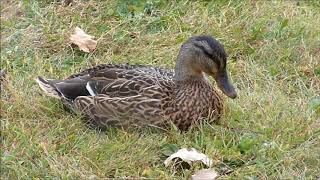 Cute Little Ducky