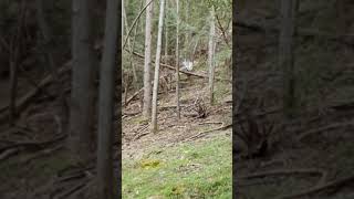 Lyrebird - Menura novaehollandiae male - mating courtship display to female that passes by