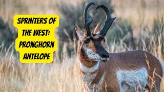 The Pronghorn Antelope | Speed and Grace of the American West #pronghorn #animals