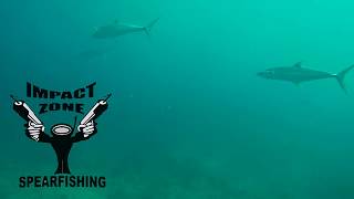 Spearfishing Australia! Escape for a few! Impact Zone Spearfishing!