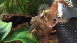 Bamboo shrimp feeding closeup