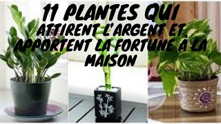 #plante #argent #fortune #richesse #chance  11 plantes qui attirent l’argent et apport